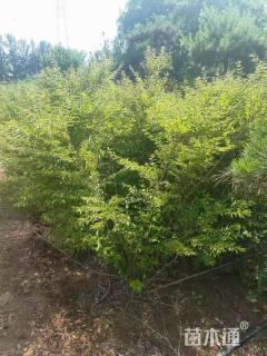 高度150厘米小叶紫珠