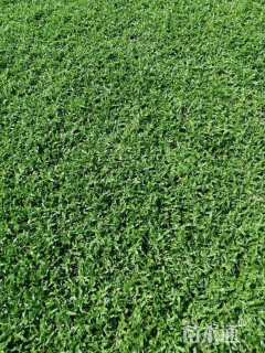 草块状马尼拉草