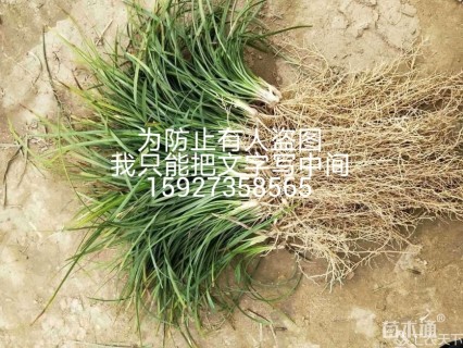 高度15厘米中叶麦冬