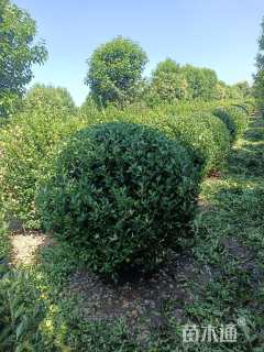 冠幅140厘米大叶黄杨球