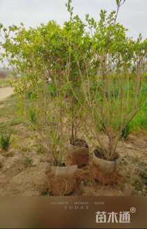 冠幅40厘米金叶女贞球