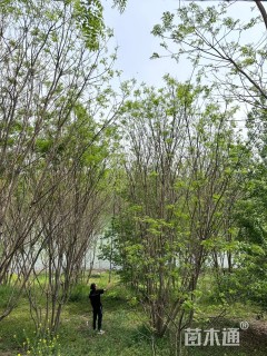 高度800厘米丛生国槐