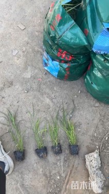 高度100厘米荻草