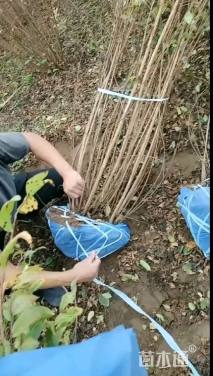 高度60厘米丛生紫薇