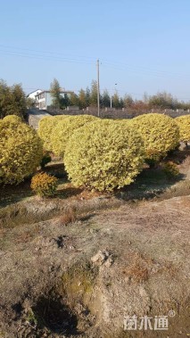 冠幅200厘米亮晶女贞球