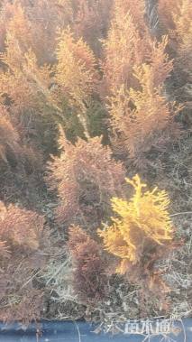 高度55厘米洒金柏