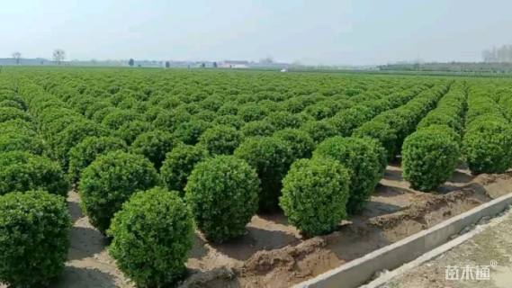 冠幅100厘米大叶冬青球