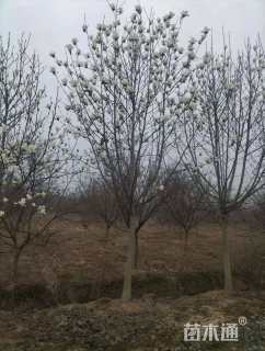 10公分二乔玉兰