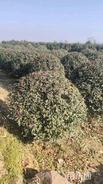 冠幅150厘米红叶石楠球