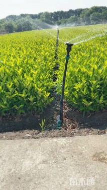 高度60厘米法国冬青