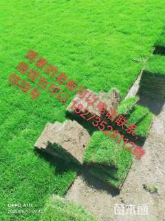 草块状马尼拉草