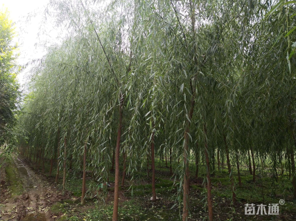 6公分青皮垂柳