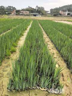 高度20厘米黄花鸢尾