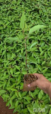 高度30厘米香樟小苗