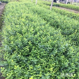 40厘米扶芳藤