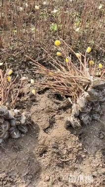 高度40厘米结香