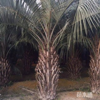 裸干高300厘米布迪椰子