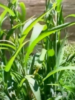 高度60厘米薏苡