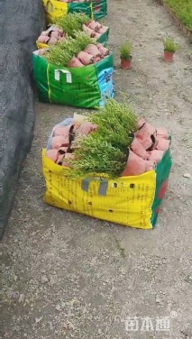 高度25厘米满天星