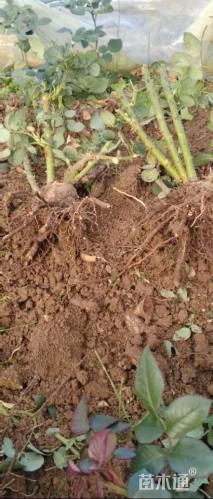 高度5厘米铁海棠