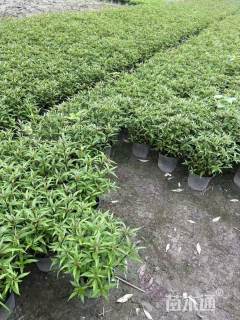 高度30厘米大麻叶泽兰