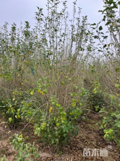 高度250厘米丛生木槿