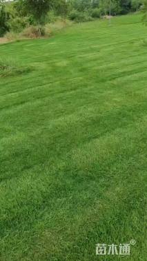 草毯状百慕大草