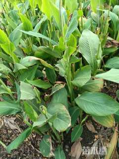 高度50厘米红花美人蕉