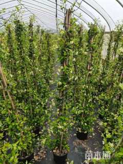 100厘米风车茉莉