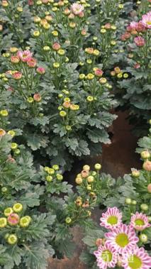 高度30厘米小菊花