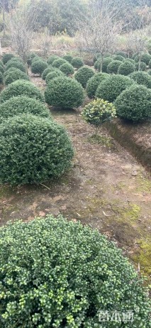 冠幅80厘米龟甲冬青球