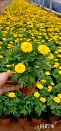 高度20厘米孔雀草