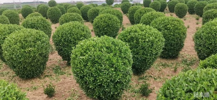 冠幅120厘米大叶黄杨球