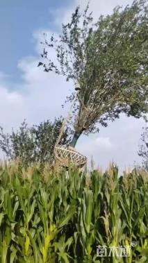 25公分西府海棠