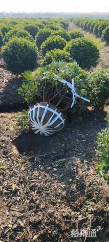 冠幅180厘米海桐球