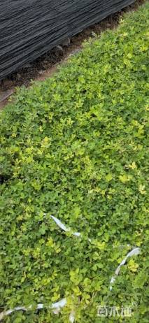 高度10厘米遍地黄金