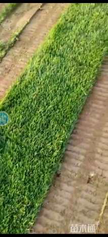 草卷状草皮