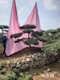 造型油松造型黑松