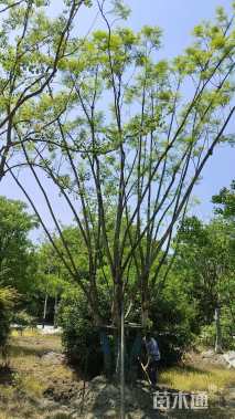 12公分(5杆)丛生蓝花楹