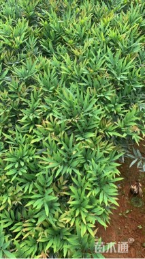 高度25厘米十大功劳