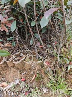 高度120厘米红叶石楠小苗