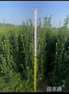 高度170厘米大叶黄杨