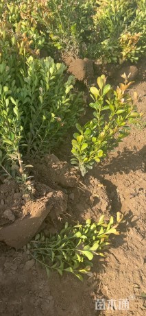 高度35厘米小叶黄杨