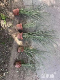 高度40厘米花叶芒