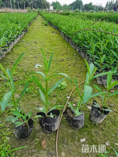 高度15厘米马鞭草