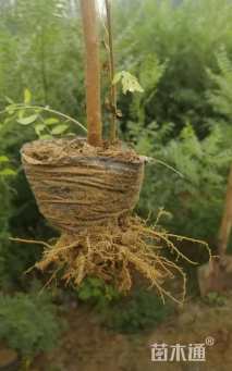 高度80厘米文冠果小苗