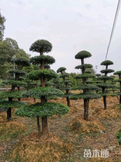 造型小叶女贞