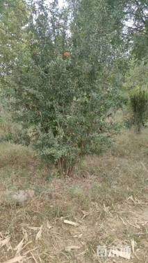 高度300厘米丛生石榴