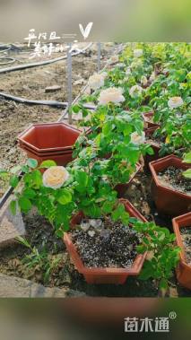 高度50厘米月季