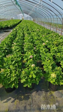 高度30厘米无尽夏绣球